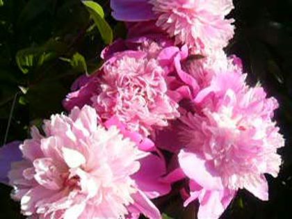 P1210638 - Gradina 2014 II