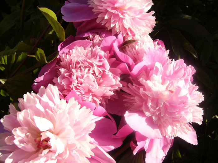 P1210639 - Gradina 2014 II