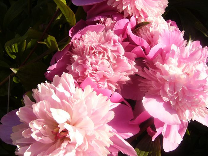 P1210640 - Gradina 2014 II