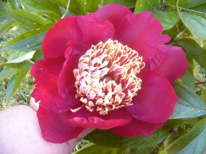 P1210642 - Gradina 2014 II