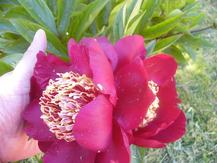 P1210644 - Gradina 2014 II