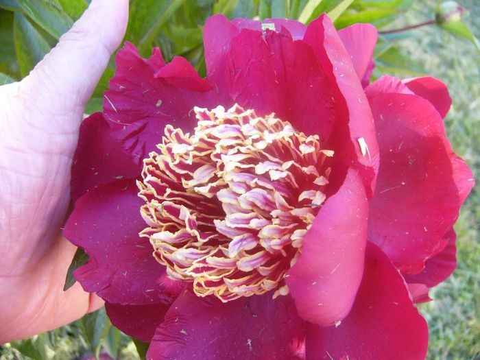 P1210645 - Gradina 2014 II