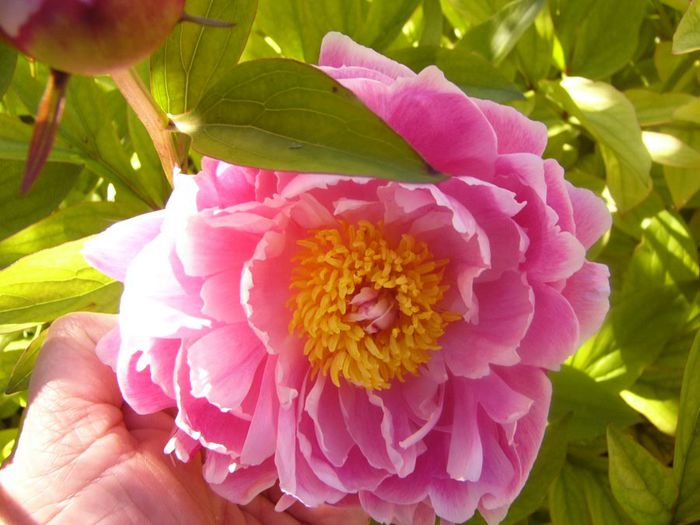 P1210647 - Gradina 2014 II