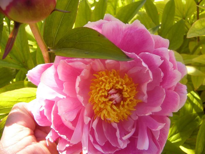 P1210648 - Gradina 2014 II