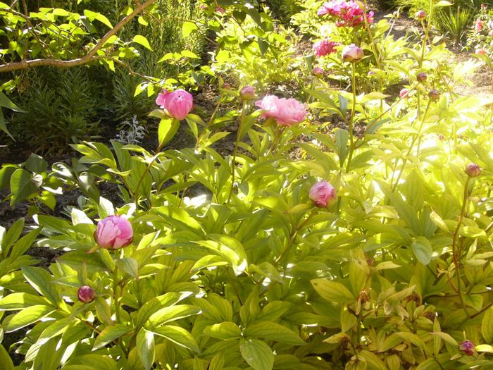 P1210649 - Gradina 2014 II