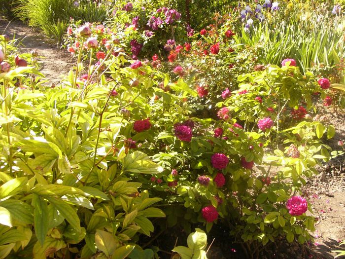 P1210652 - Gradina 2014 II