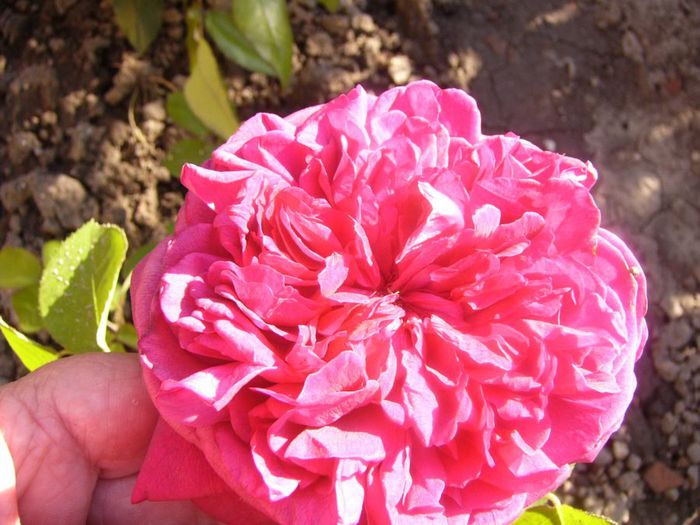 P1210654 - Gradina 2014 II