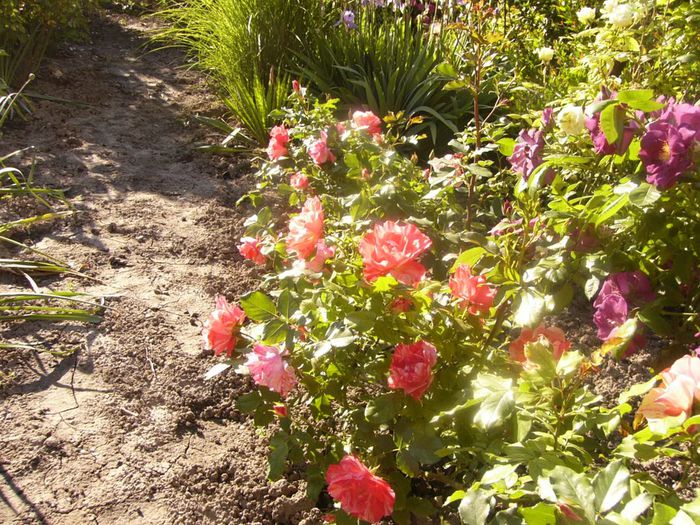 P1210669 - Gradina 2014 II