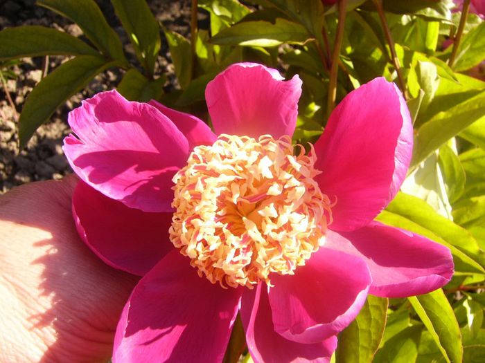 P1210670 - Gradina 2014 II