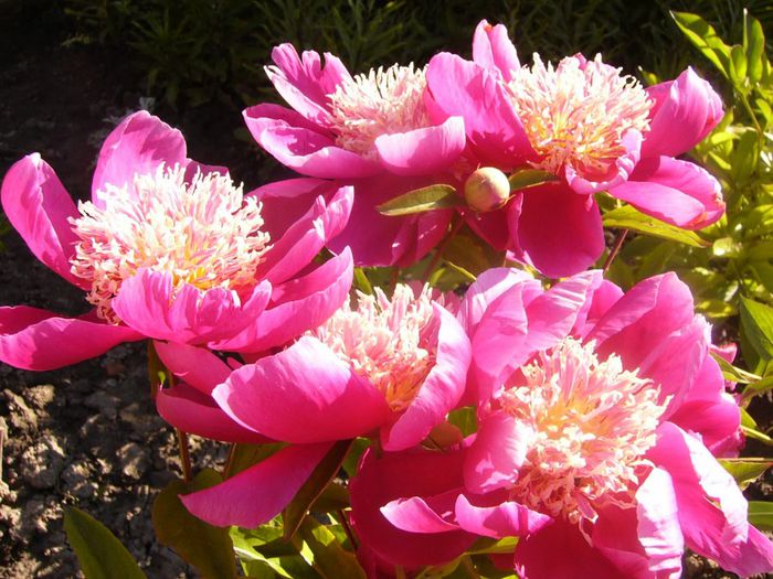 P1210671 - Gradina 2014 II