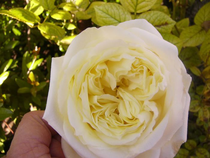 Elfe - Gradina 2014 II