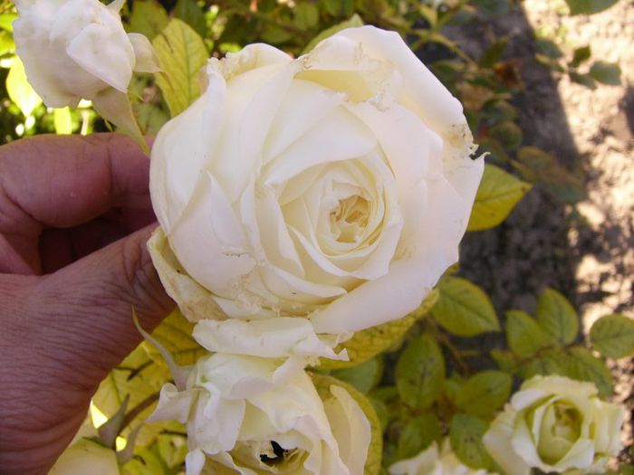 P1210674 - Gradina 2014 II