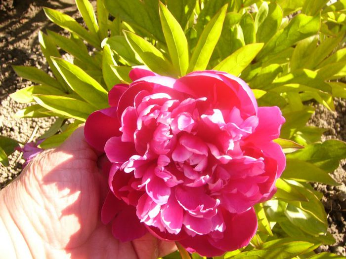 P1210675 - Gradina 2014 II