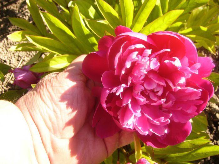 P1210676 - Gradina 2014 II