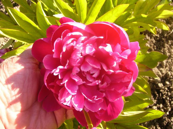 P1210677 - Gradina 2014 II