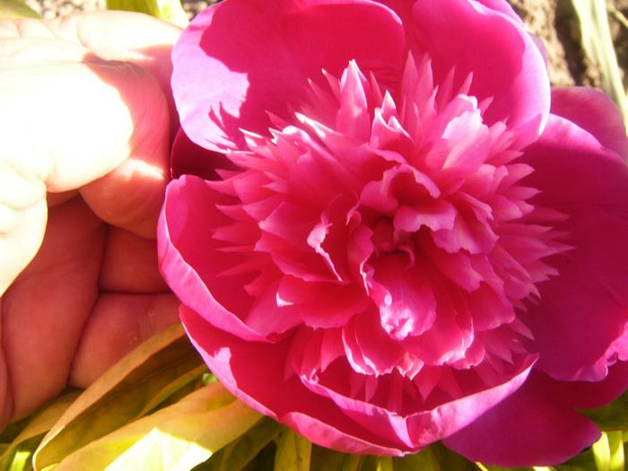 P1210680 - Gradina 2014 II