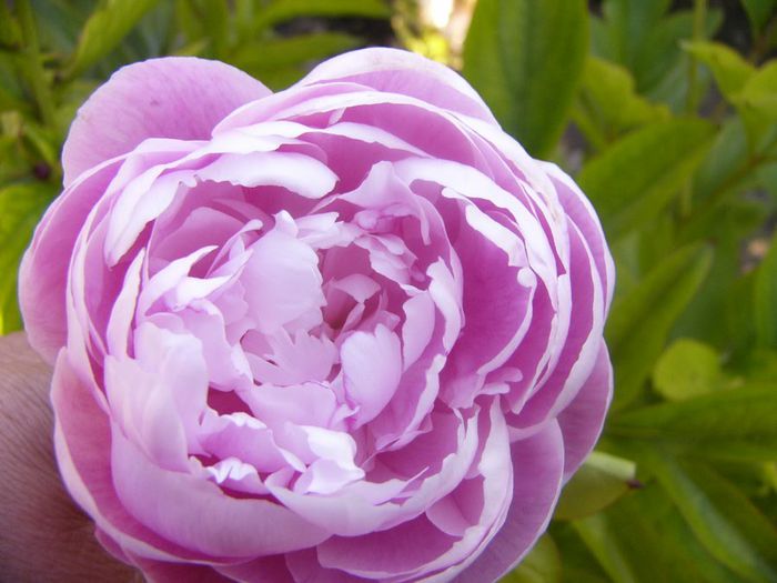 P1210681 - Gradina 2014 II