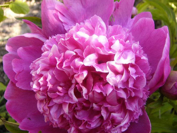 P1210687 - Gradina 2014 II