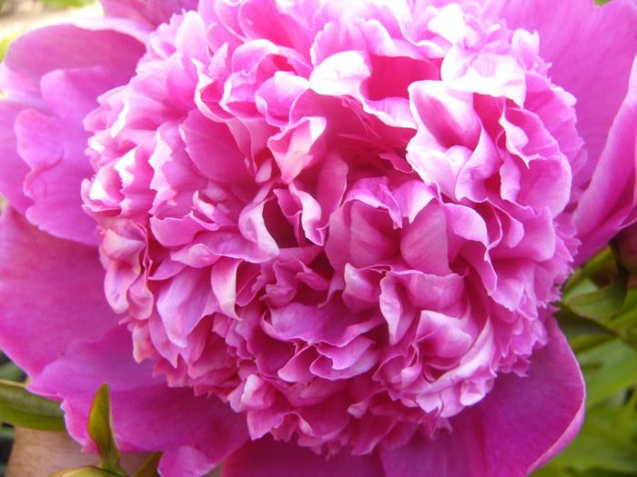 P1210688 - Gradina 2014 II