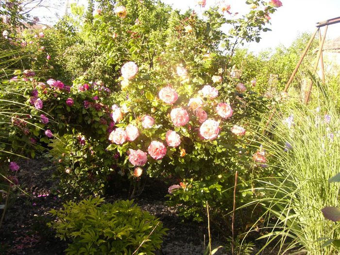 P1210703 - Gradina 2014 II