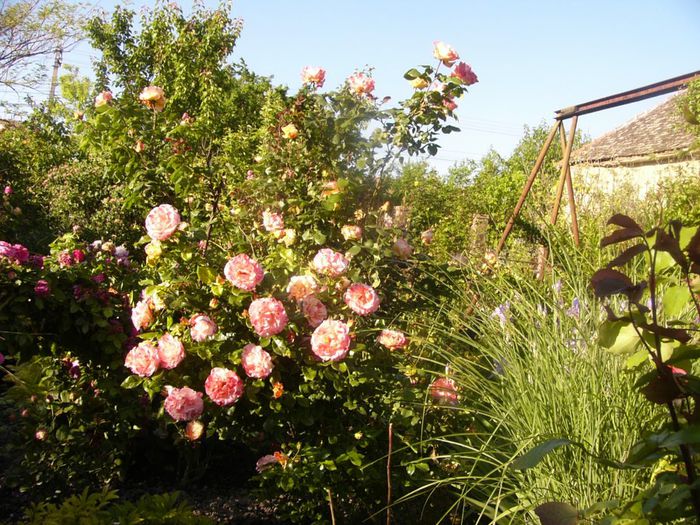 P1210704 - Gradina 2014 II