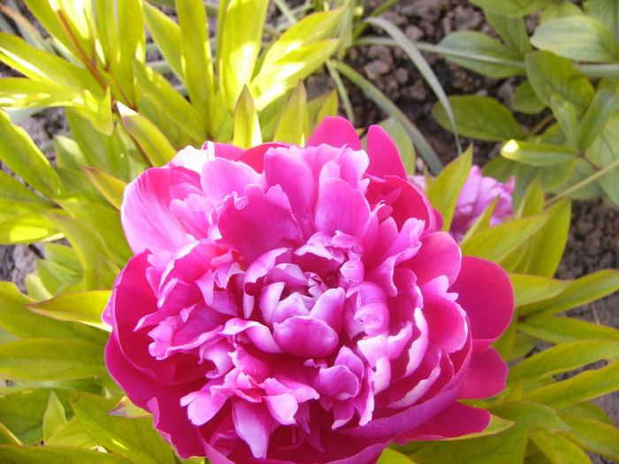 P1210706 - Gradina 2014 II