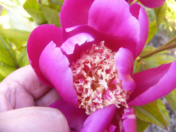 P1210709 - Gradina 2014 II