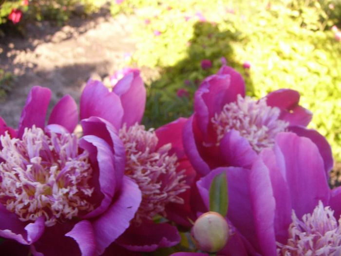 P1210710 - Gradina 2014 II