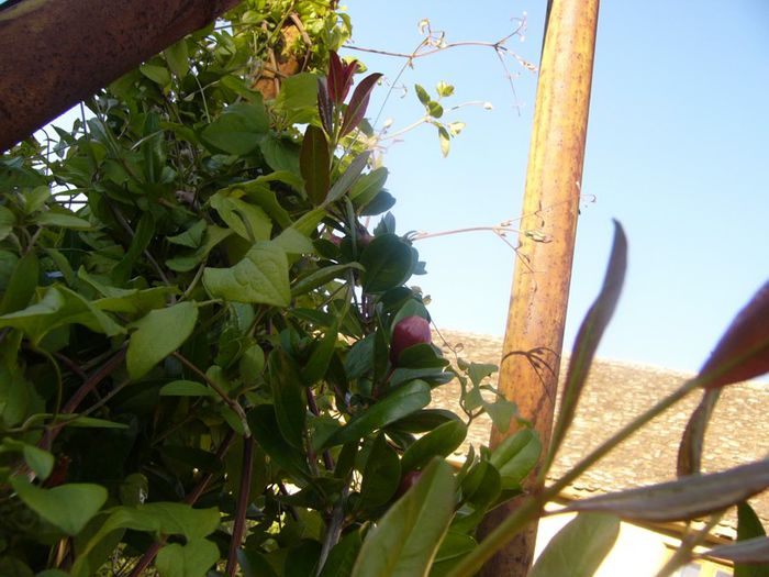 P1210711 - Gradina 2014 II