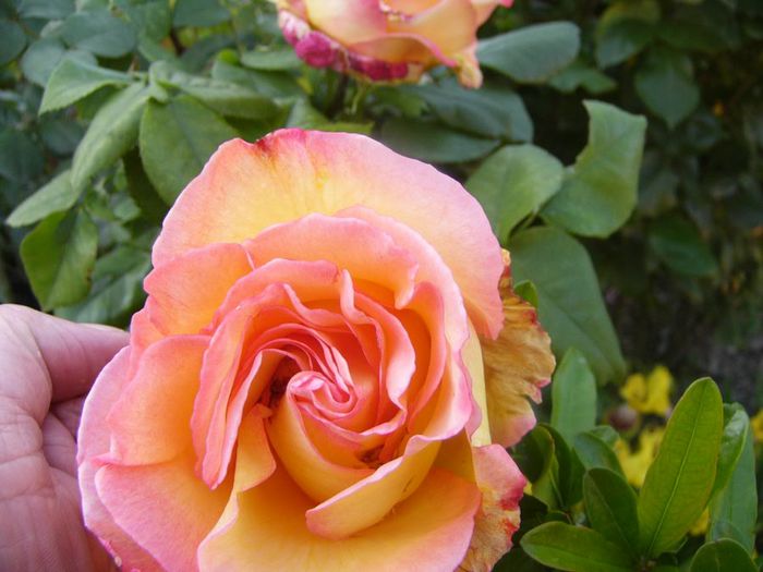 P1210713 - Gradina 2014 II