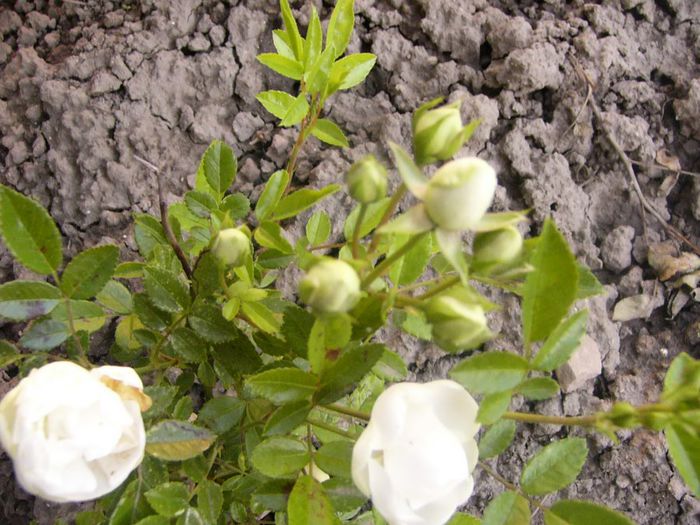 P1210716 - Gradina 2014 II