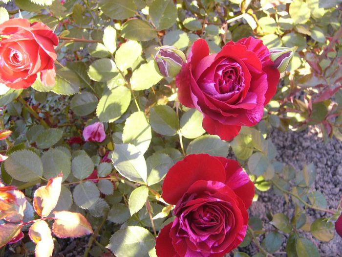 P1210718 - Gradina 2014 II