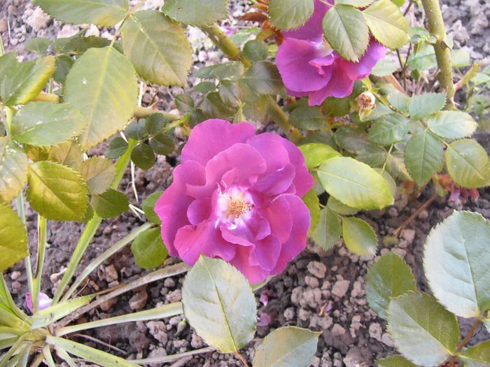 P1210720 - Gradina 2014 II