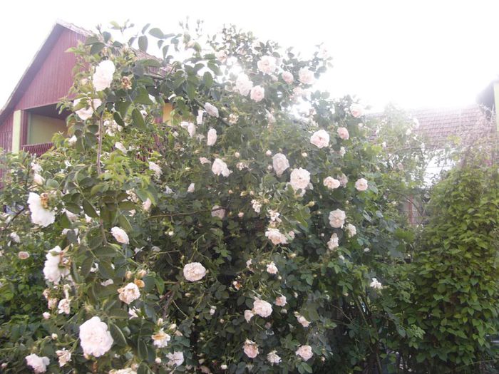 P1210723 - Gradina 2014 II