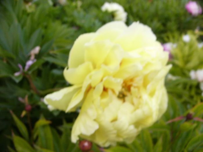 Bartzella - Gradina 2014 II