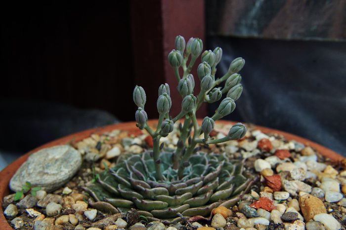 Graptopetalum bellum-Tacitus bellus