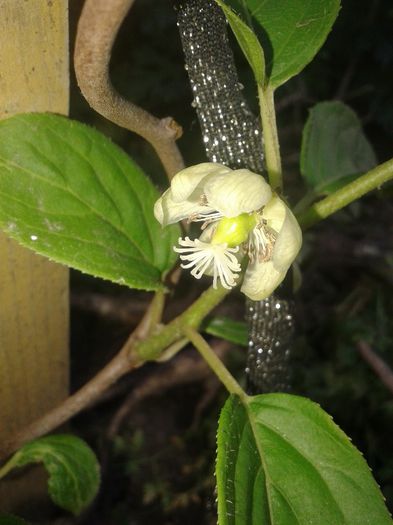 kiwi - e2014 mai