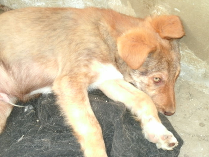 Max