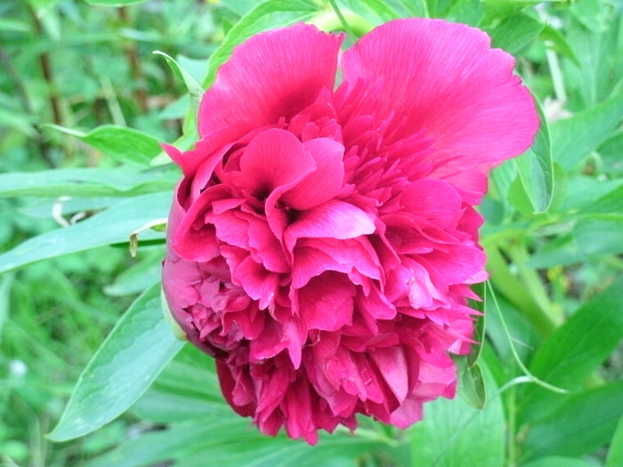 Henrietta - 2014-1-in gradina