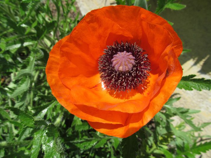  - Diverse 2 - Gradina cu flori