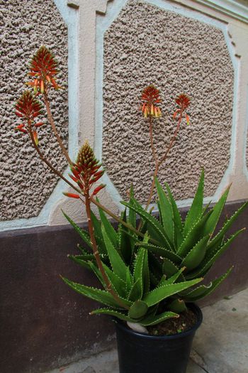 Aloe x delaetii - Aloe x delaetii