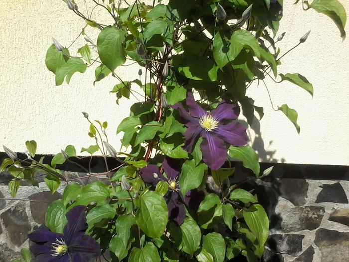 AAMai 2014 009 - clematita 2014-2015-2016-2018-2019