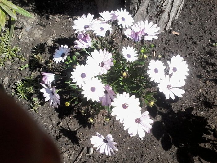 AAMai 2014 005 - Osteospermum