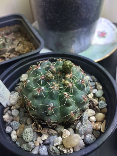 Gymnocalycium sp.; Gymnocalycium sp. cu floare rosie
