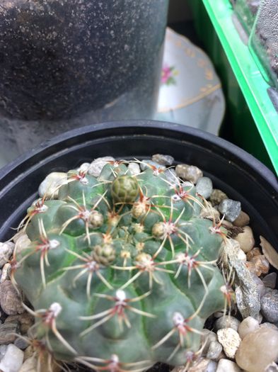 Gymnocalycium sp. - 4 Cactusi-Cactuses