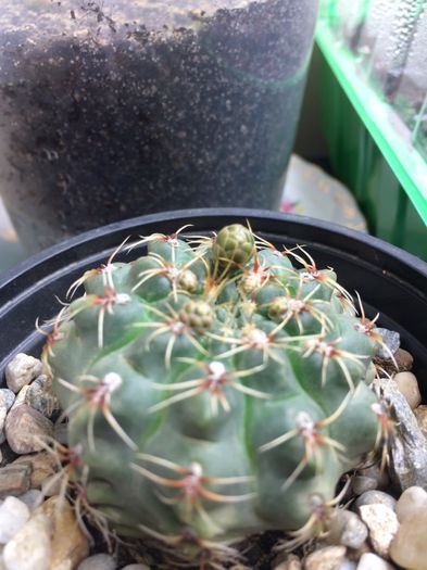 Gymnocalycium sp. - 4 Cactusi-Cactuses