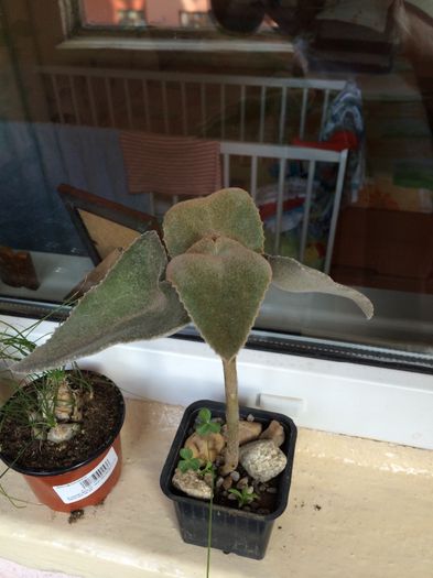 Kalanchoe beharensis