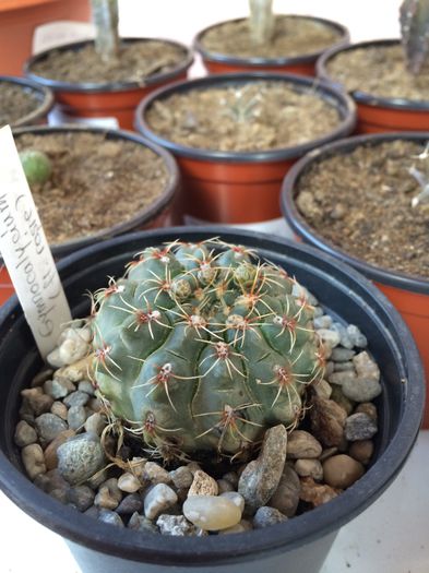 Gymnocalycium sp.