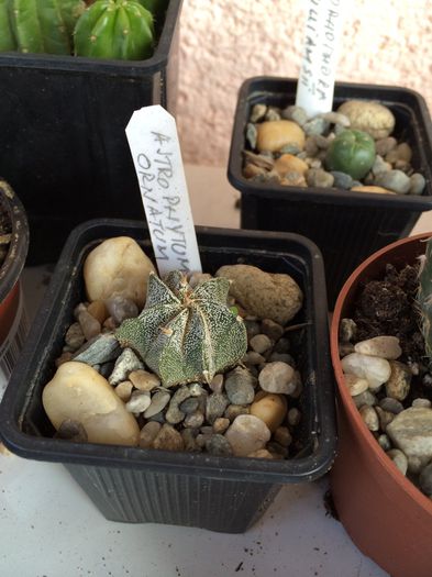 Astrophytum ornatum