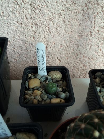 Lophophora williamsii